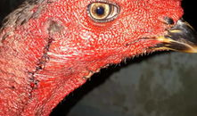 插鸡鸡视频,网络迷雾中的真相与反思